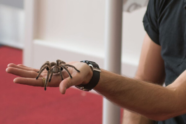 Creepy Crawly Zoolab Halloween Workshop with Trebah Garden