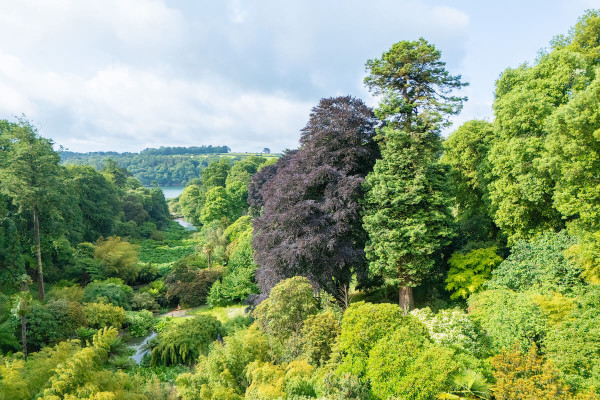 Marking 100 Years: Family Honours Special Birthday with Trebah Garden’s Historic Redwood