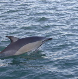 Dolphin Watch: Winter Wildlife in the Carrick Roads