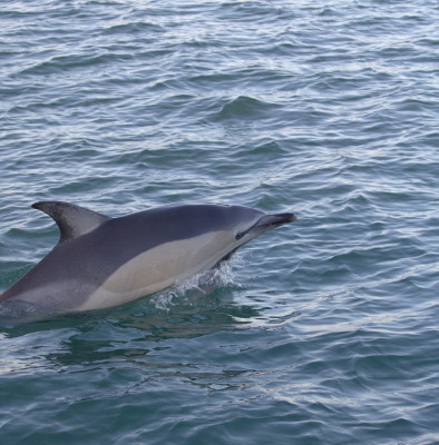 Dolphin Watch: Winter Wildlife in the Carrick Roads