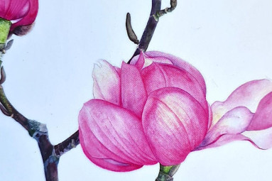 Botanical Painting in Watercolour with Trebah Garden