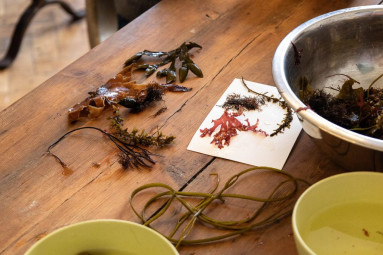 Seaweed Pressing Workshop with Trebah Garden