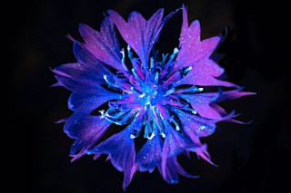 Trebah Garden - Biofluorescent Night Walk