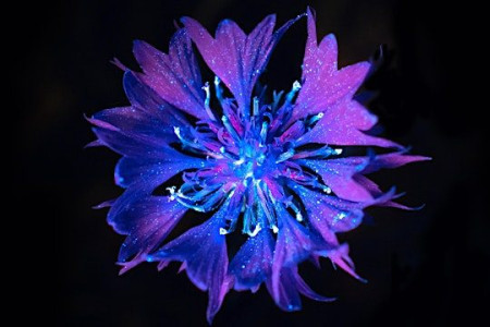 Trebah Garden - Biofluorescent Night Walk