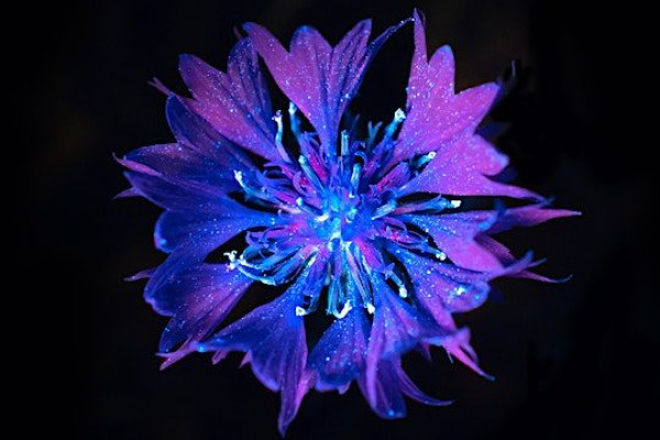 Trebah Garden - Biofluorescent Night Walk