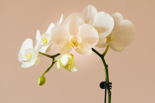 A Passion for Orchids Talk with Trebah Garden