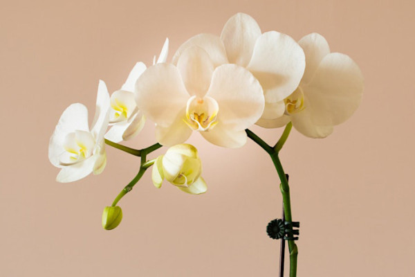 A Passion for Orchids Talk with Trebah Garden