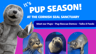 Pup Season at the Cornish Seal Sanctuary