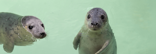Easter holiday adventures at the Cornish Seal Sanctuary