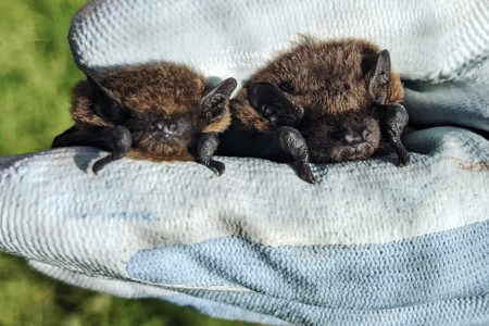 Bat Walk with Trebah Garden