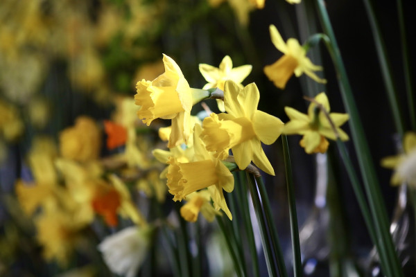 Spring Celebration at Trelissick