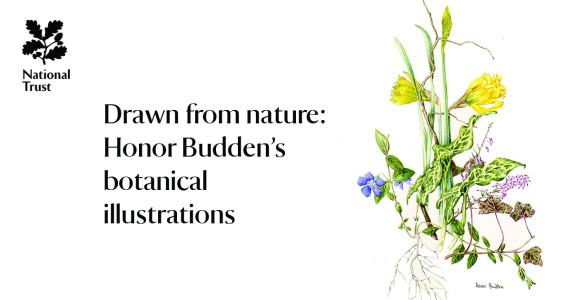 Drawn from nature: Honor Budden’s botanical illustrations