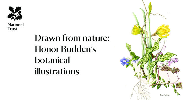 Drawn from nature: Honor Budden’s botanical illustrations
