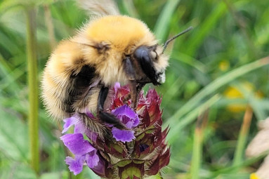 Bumblebee Safari with Trebah Garden
