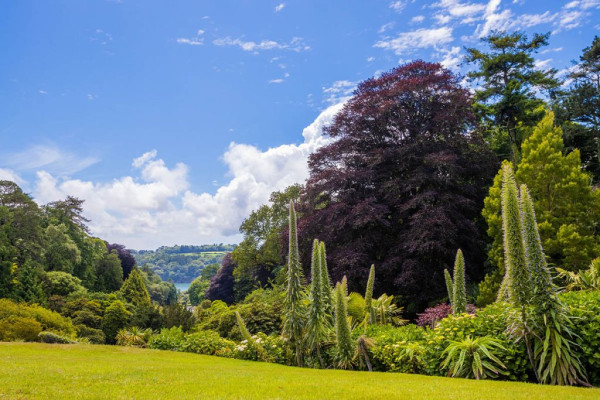 Member’s Summer Garden Tour with Trebah Garden