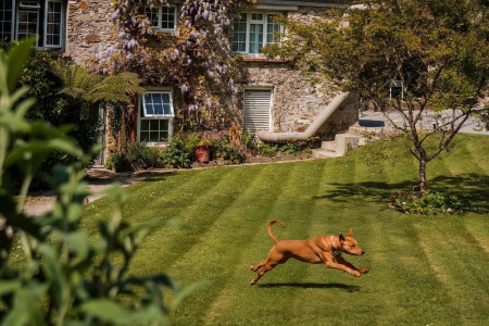 Tails and Trails Dog Break