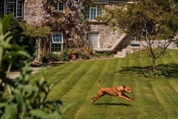 Tails and Trails Dog Break