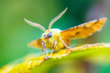 Moth Morning