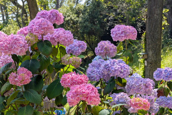 Early Summer Sunshine Brings Trebah’s Hydrangea Display Into Early Bloom