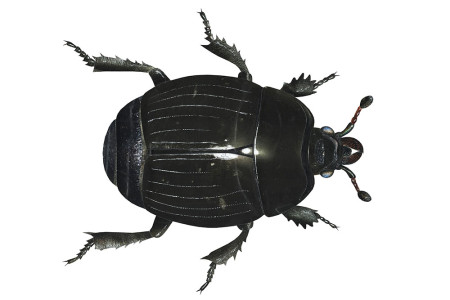 Cornish Creepy Crawlies Trail with Trebah Garden