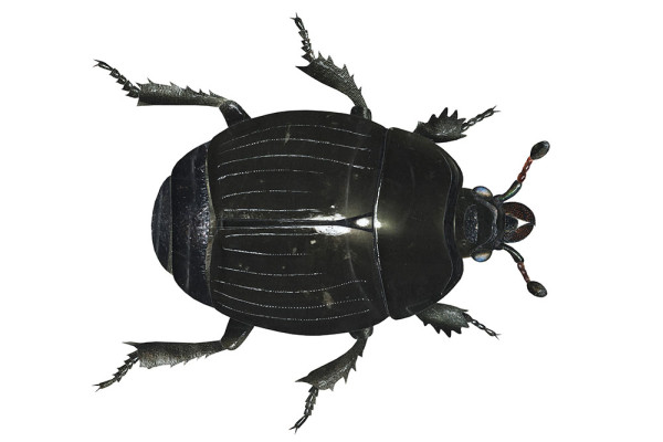 Cornish Creepy Crawlies Trail with Trebah Garden