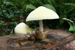Fungi ID Workshop with Trebah Garden