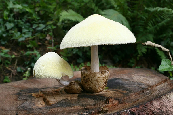 Fungi ID Workshop with Trebah Garden