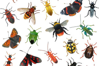 Cornish Insects Exhibition with Trebah Garden