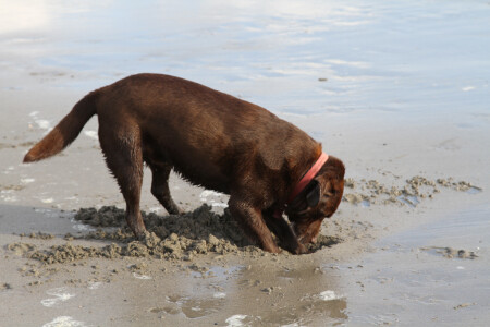 Best Dog Friendly Boltholes in Cornwall