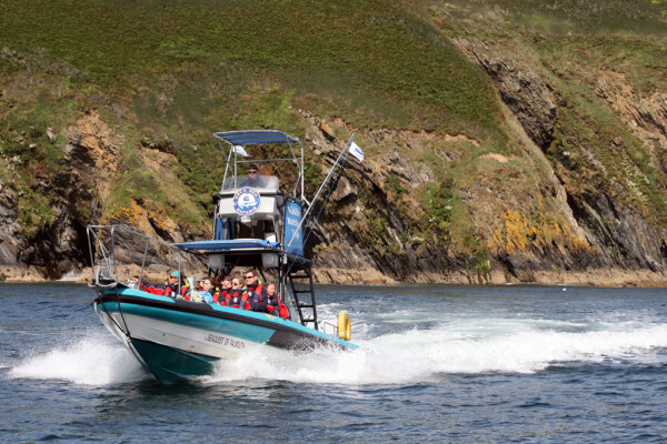 Spring Offer with Orca Sea Safaris