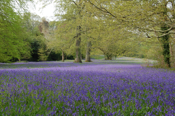 Enys Garden Festival