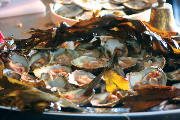 2022 Falmouth Oyster Festival