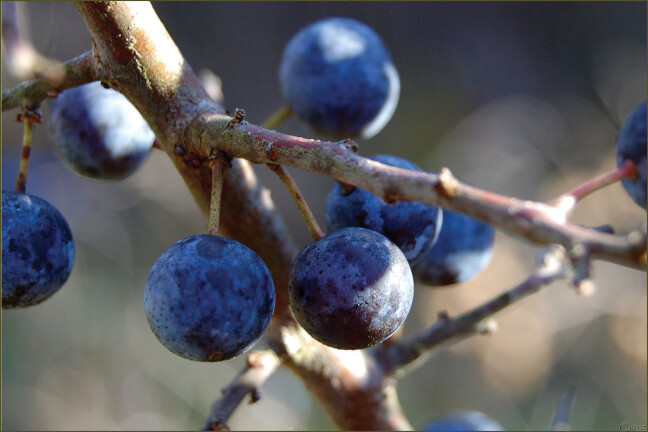 Sloe Berry Stroll Walk