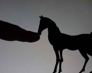 Shadow Pupperty at Princess Pavilion
