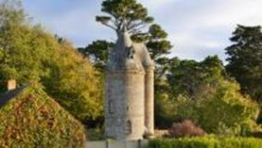 Daffodils at Trelissick