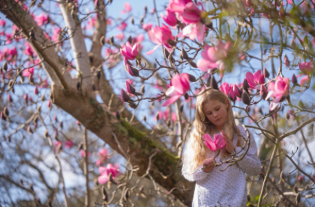 When Cornish Magnolias Flower, Spring has Arrived in England