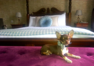 Dog Friendly Breaks in Cornwall