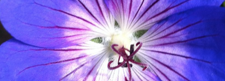 Open Garden at Cosawes Barton