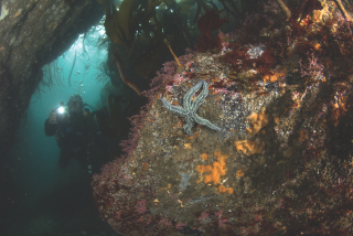 PADI Discover Scubadiving