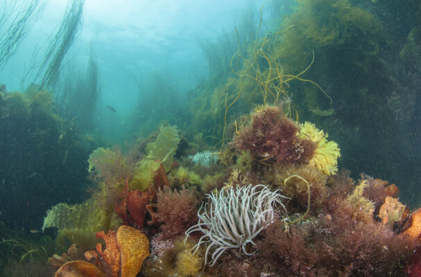 Snorkel Safari with Cornish Diving Centre