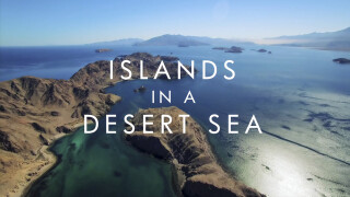 John Boyle: Islands in a Desert Sea