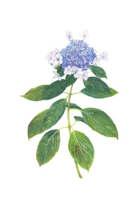 Open Studios, Sarah Jane Humphrey