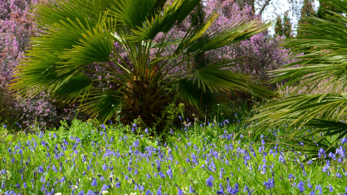 Fantastic Flowers Trail